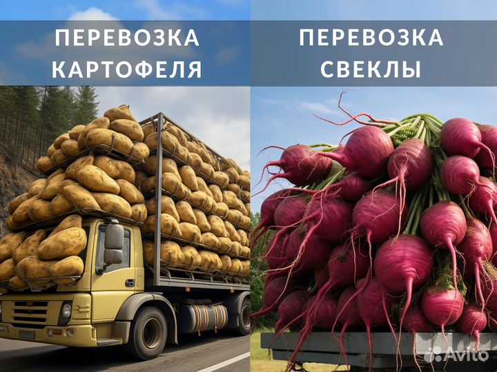 Перевозка свеклы