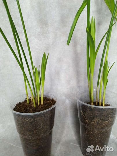 Циперус папирус