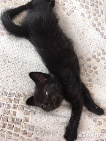 Котенок