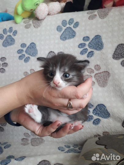 Отдам котят (девочки) в хорошие, добрые руки