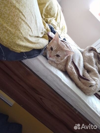 Кот 2 года