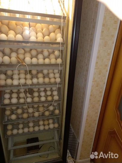 Инкубатор для яиц с автоматическим переворотом