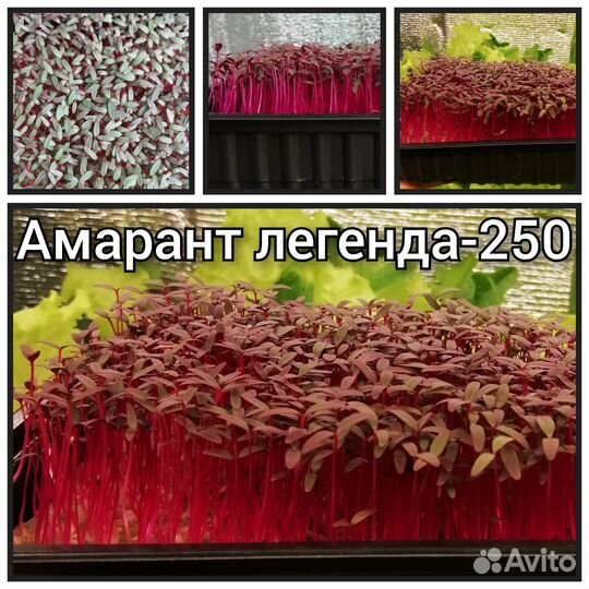 Микрозелень