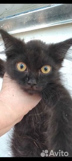 Малыши- домовёнок Кузя- друг и оберег в ваш дом