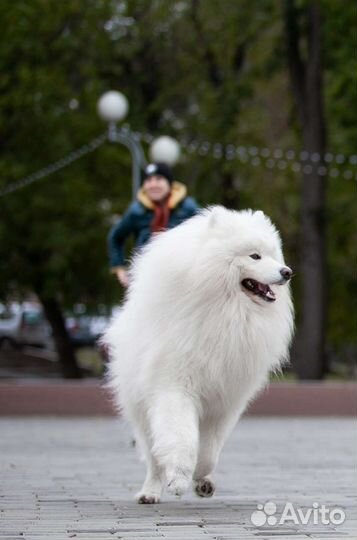Кобель для вязки Самоед
