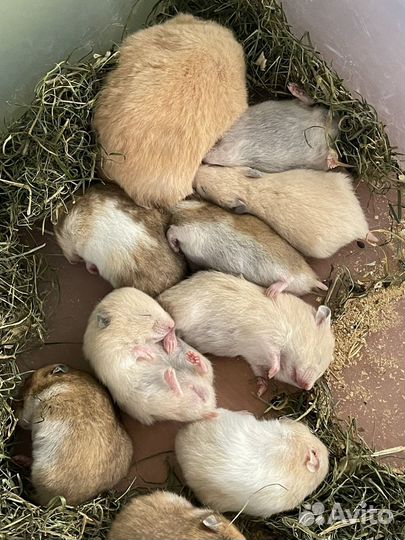 Сирийские хомяки. Питомник. Малыши рожд. 11.08