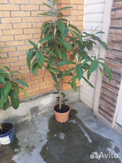 Мушмула японская