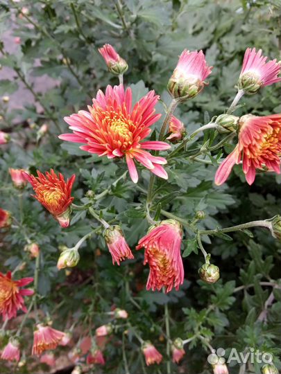 Дубки (хризантемы)