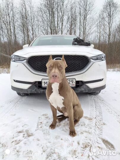 Вязка Питбуль