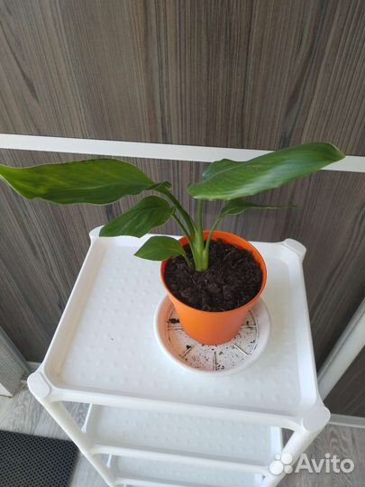 Стрелиция Регина