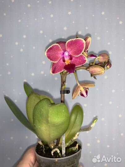 Орхидея Мультифлора 7/25см