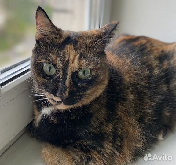 Зоо гостиница 