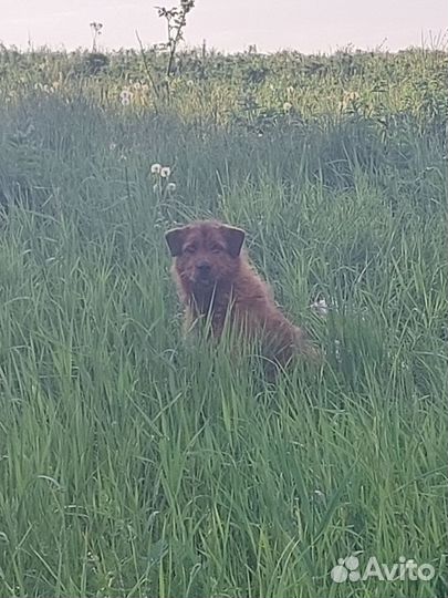 Найдена собака