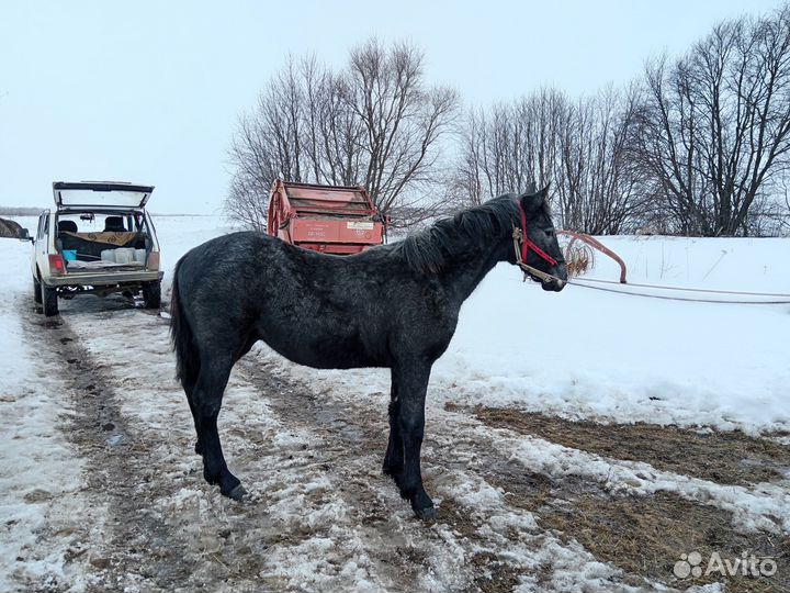 Продажа жеребца