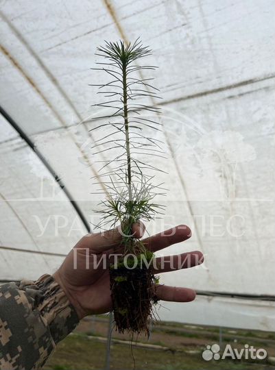 Сеянцы зкс Сосна окс Ель Лиственница Горная