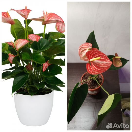 Антуриумы #4