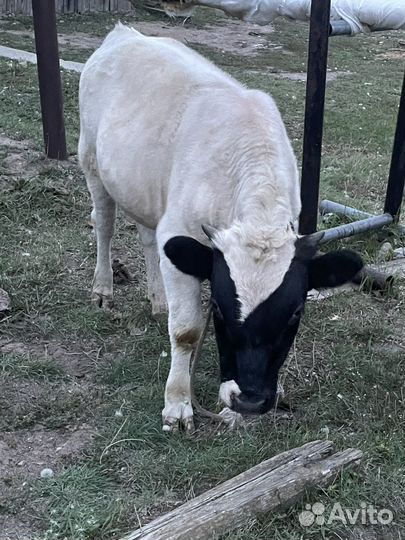 Бык якутской породы