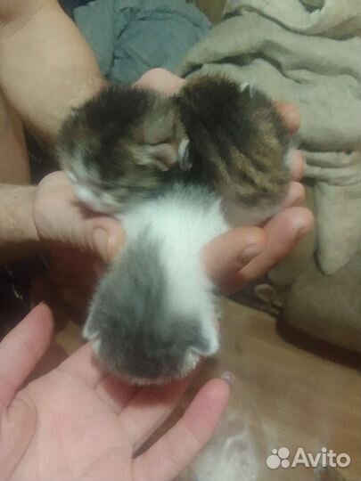 Котята в добрые руки бесплатно