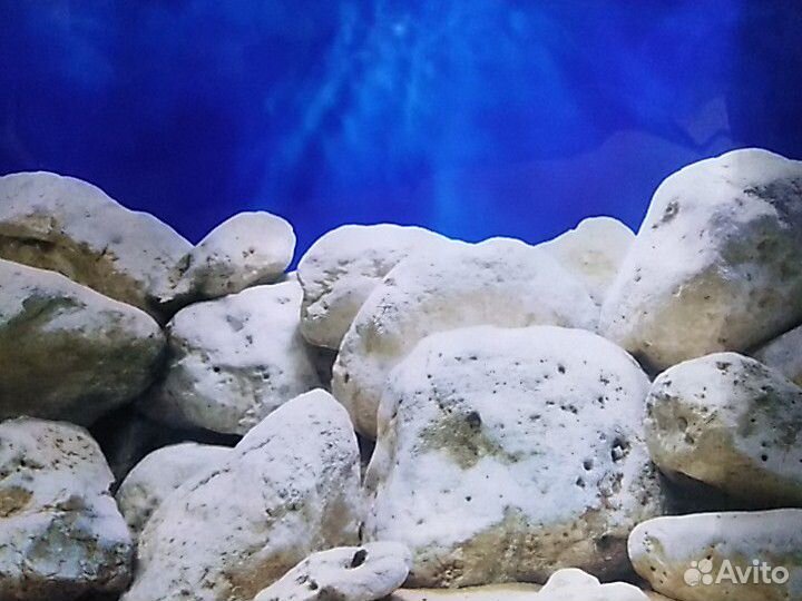 Задний фон для аквариума.двусторн.Аквариумы. Рыба