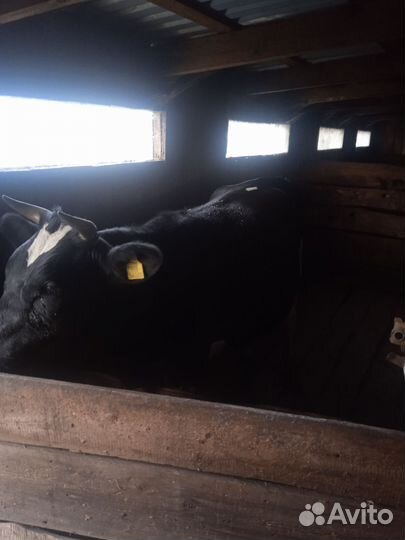 Коровы и телки стельные