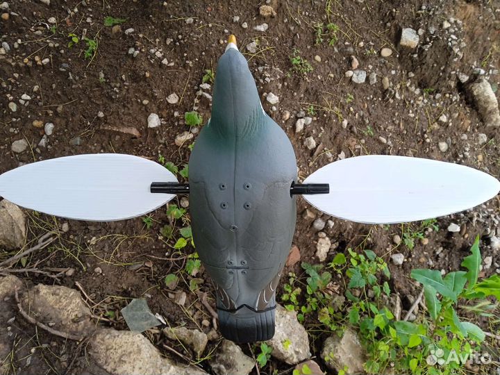 Махокрыл голубь для охоты