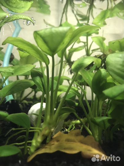 Анубиас нана