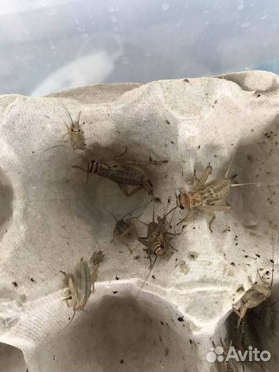 Сверчок домовой живой. Корм для рептилий и стрижей