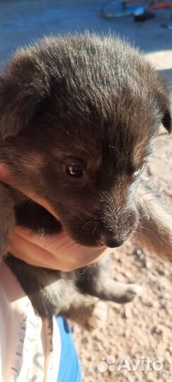 Щенки немецкой овчарки