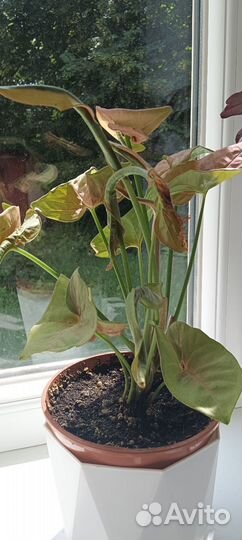 Сингониум пинк