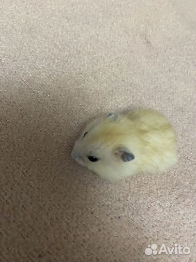 Джунгарские хомячки