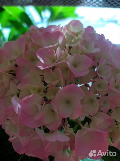 Гортензия крупнолистная Saxon Style Pink