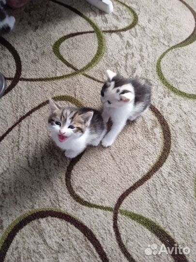 Продам котят мать шотланка