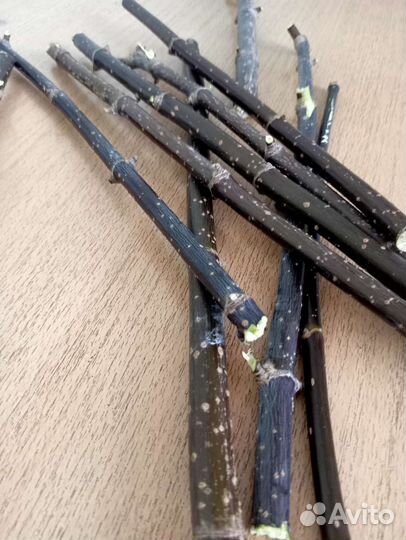 Ствол для топиария