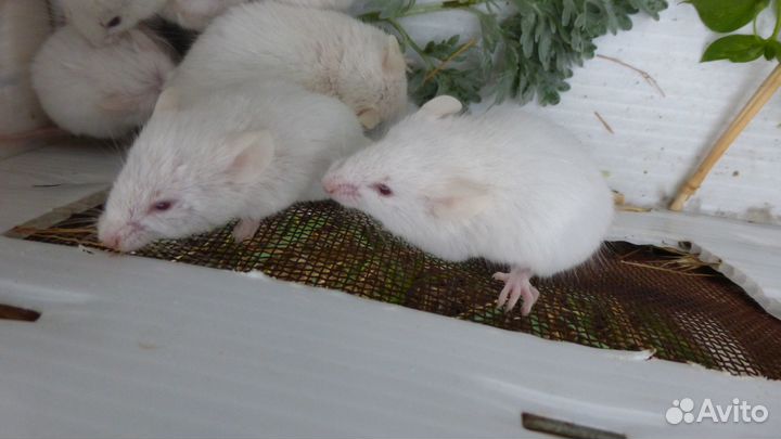 Мышки белые и черные