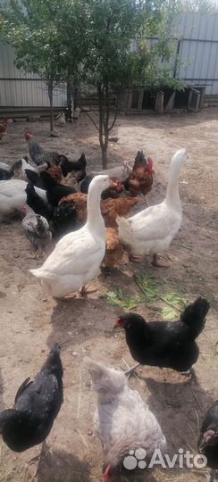 Семья гусей