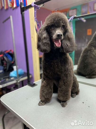 Грумер стрижка собак