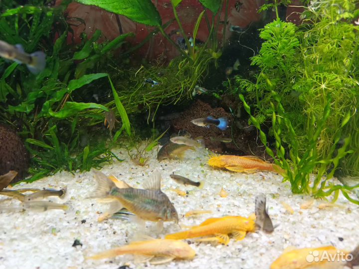 Аквариумные рыбки