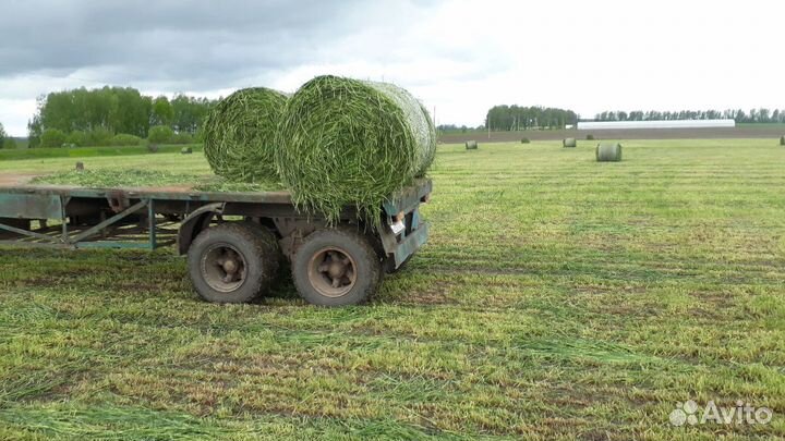 Сенаж в рулонах, урожай 2024