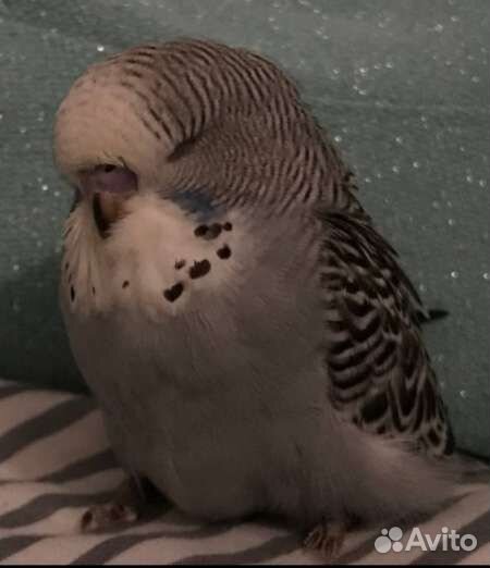 Птенцы ввп чехи