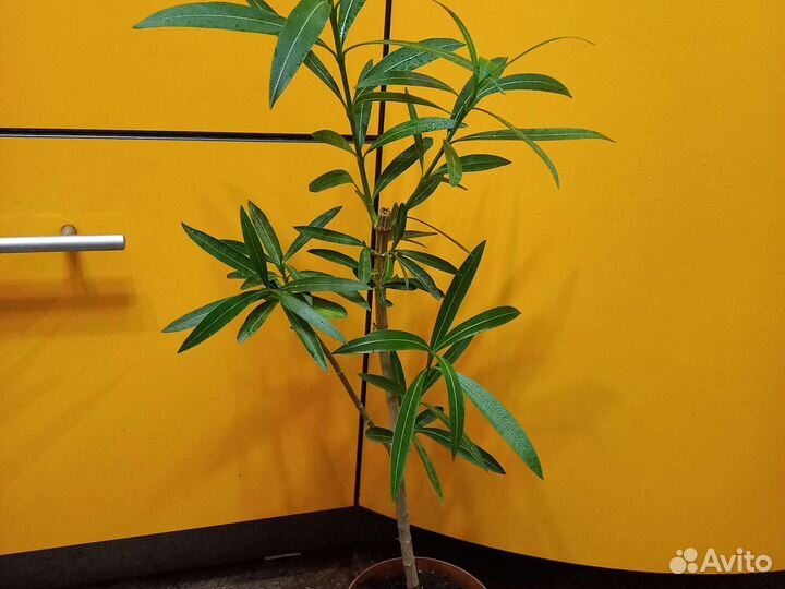 Домашние цветы 6