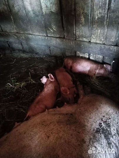 Поросята