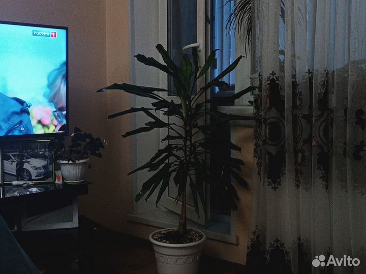 Юкка пальма