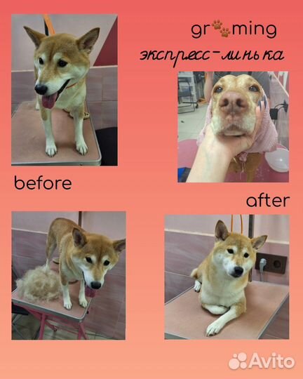 Груминг с выездом на дом