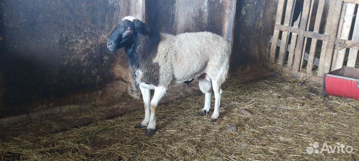 Баран на племя
