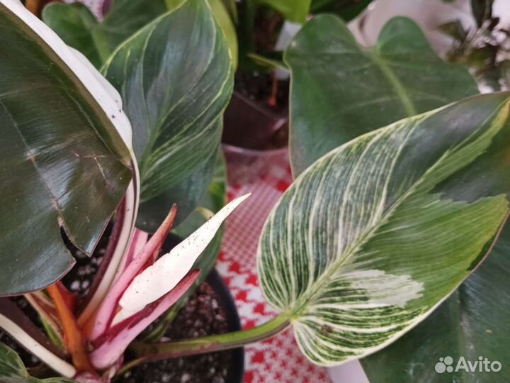 Филодедрон Биркина