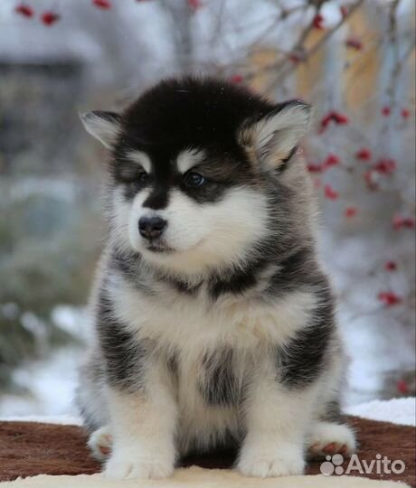 Мохнатые плюшки маламута