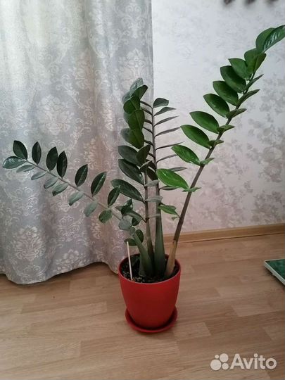 Замиокулькас, долларовое дерево