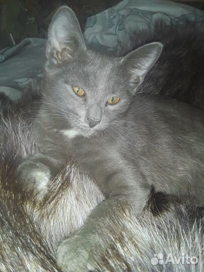 Отдам котиков в добрые руки