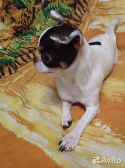 Вязка кобель чихуахуа 3 года