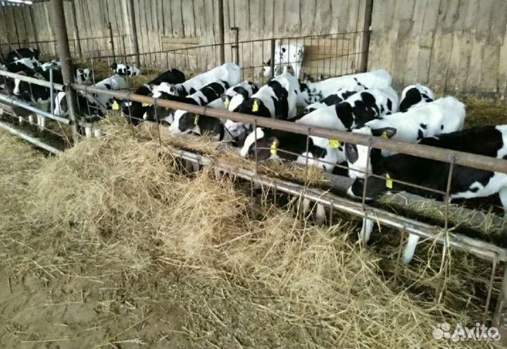 Бычки на откорм